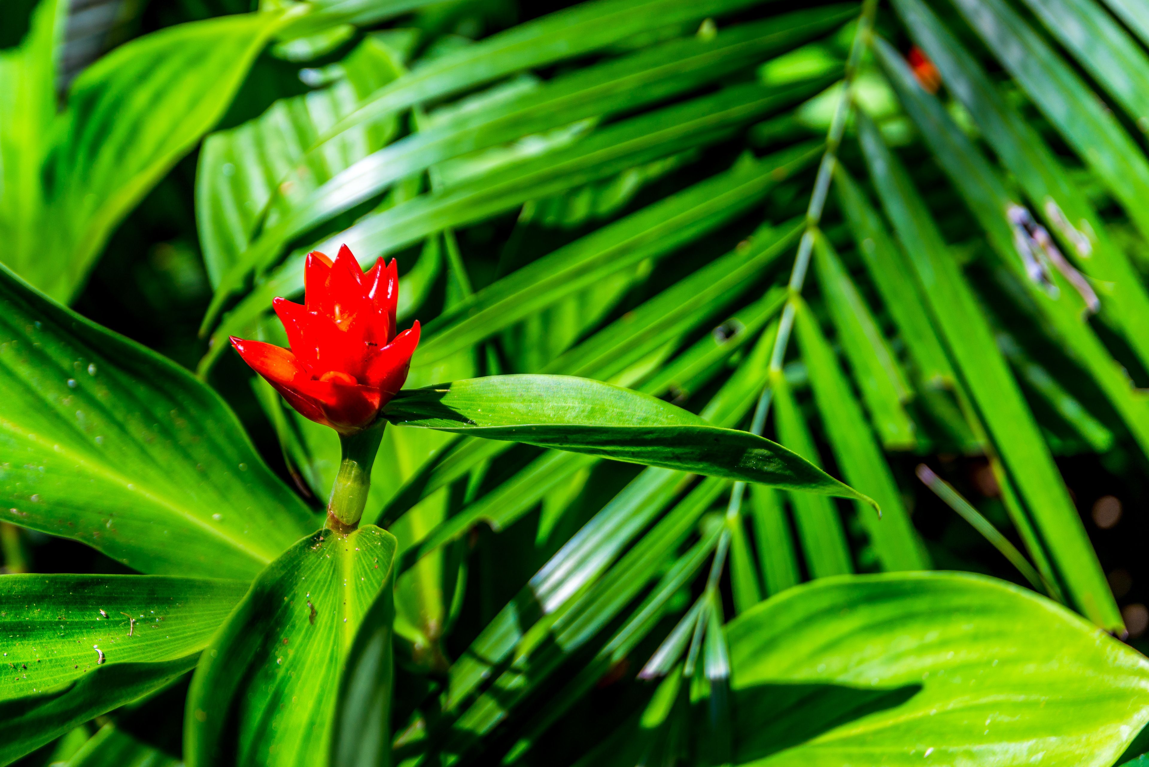 Oasis 8 Paradise at Palm Cove