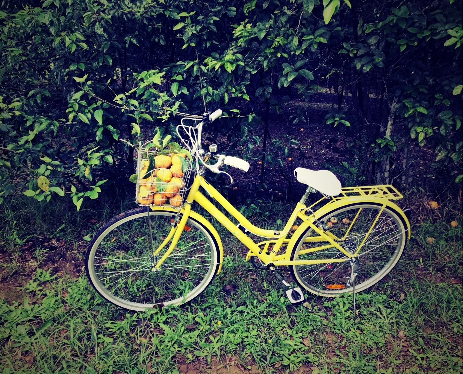 Whale Tree Studio- short drive from Bellingen town