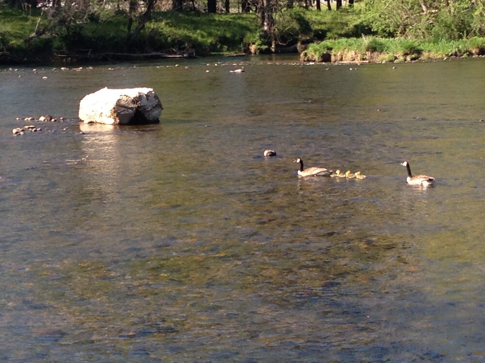 Every Fisherman's Dream! Located on the beautiful Watauga River!