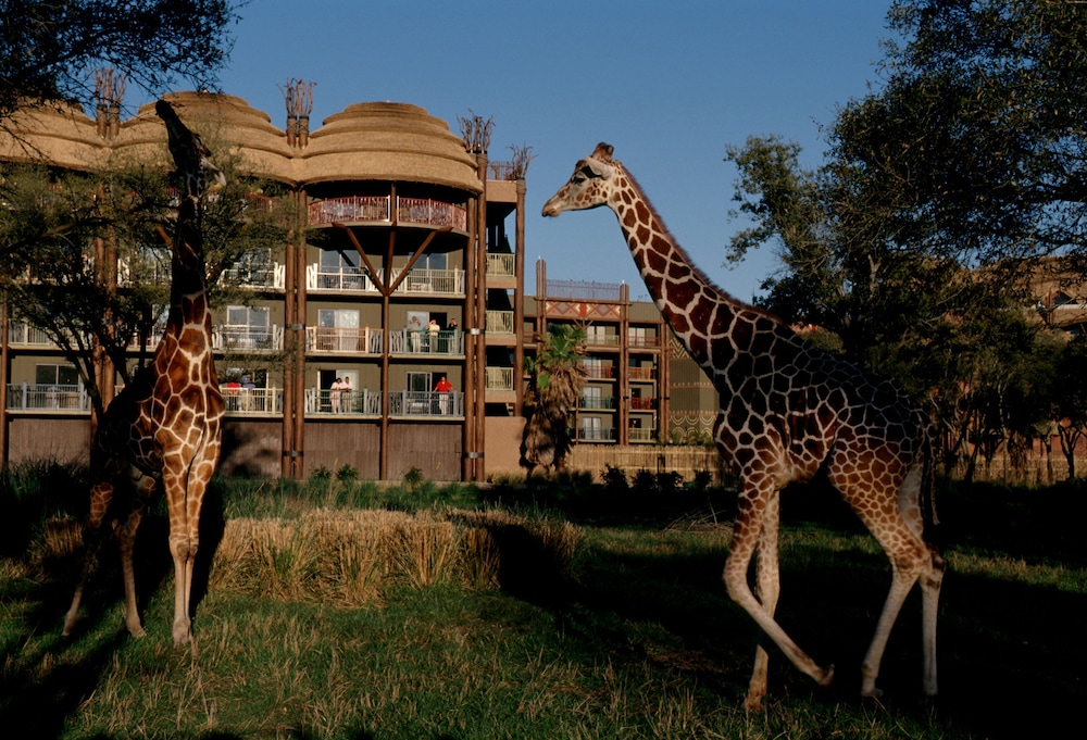 Disney's Animal Kingdom Villas - Kidani Village, Orlando: Room Prices