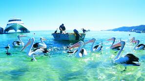 On the beach, white sand, sailing, kayaking