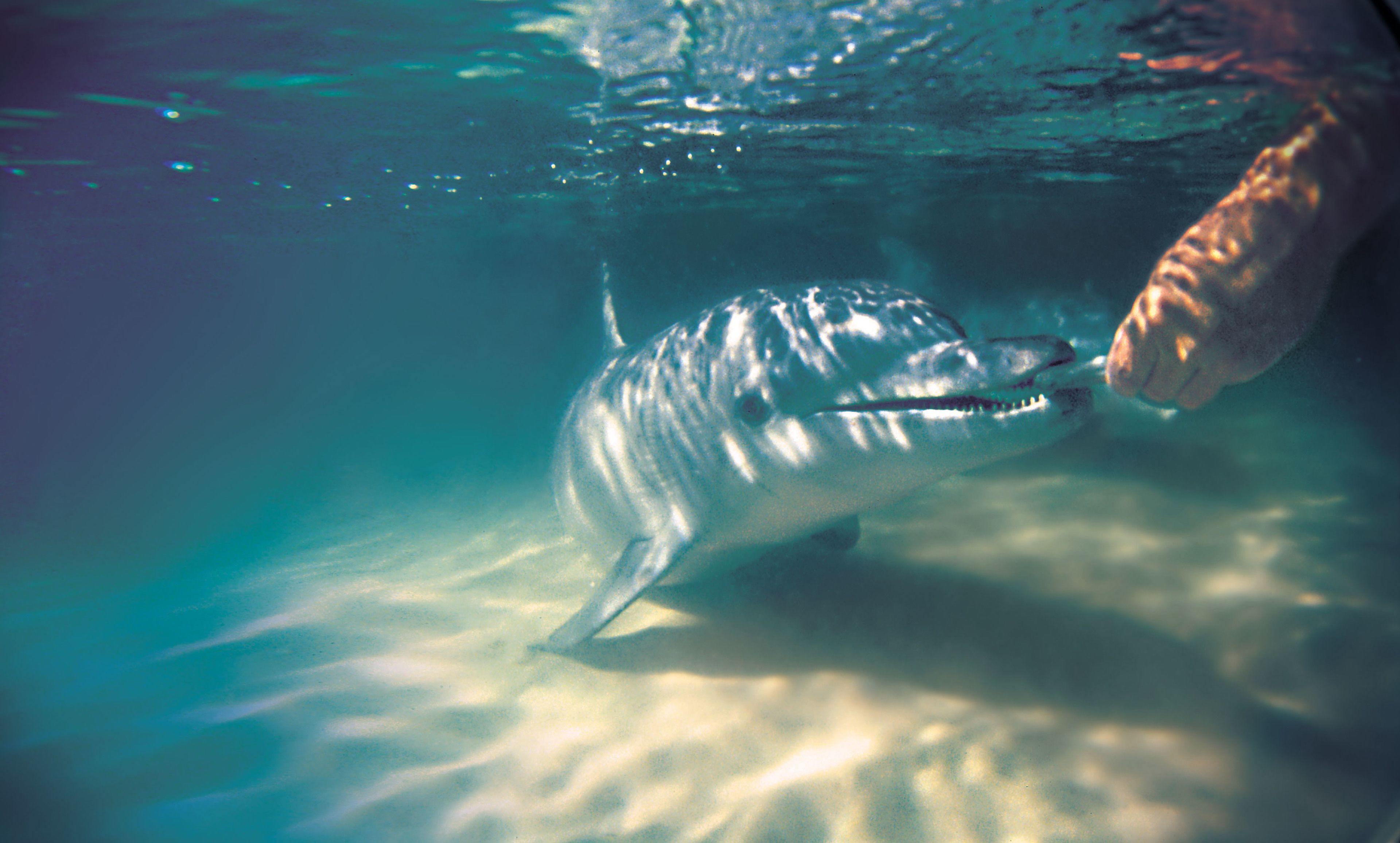 Tangalooma Island Resort