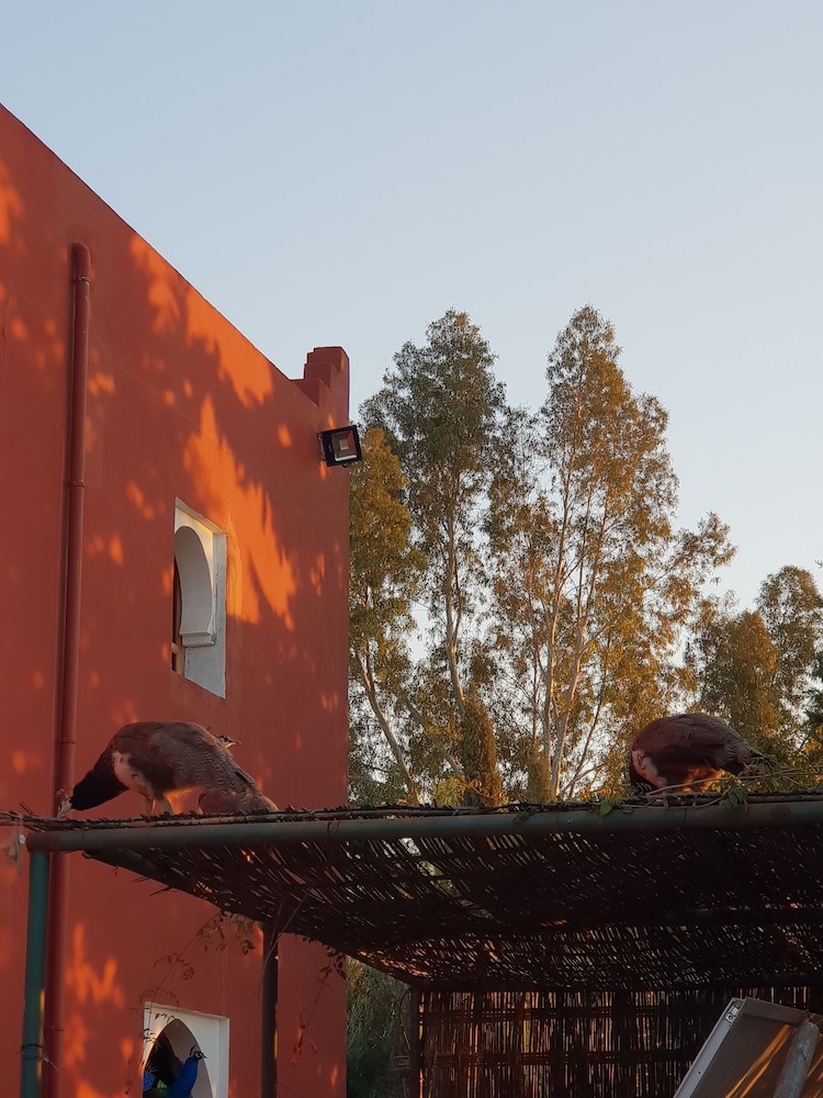 Photo - Palace Africa - Marrakech Palmeraie