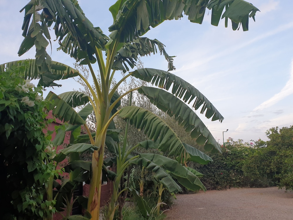 Photo - Palace Africa - Marrakech Palmeraie