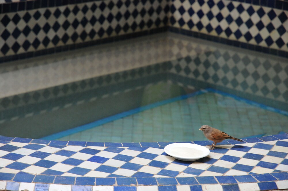 Photo - Riad Lauriers Blancs