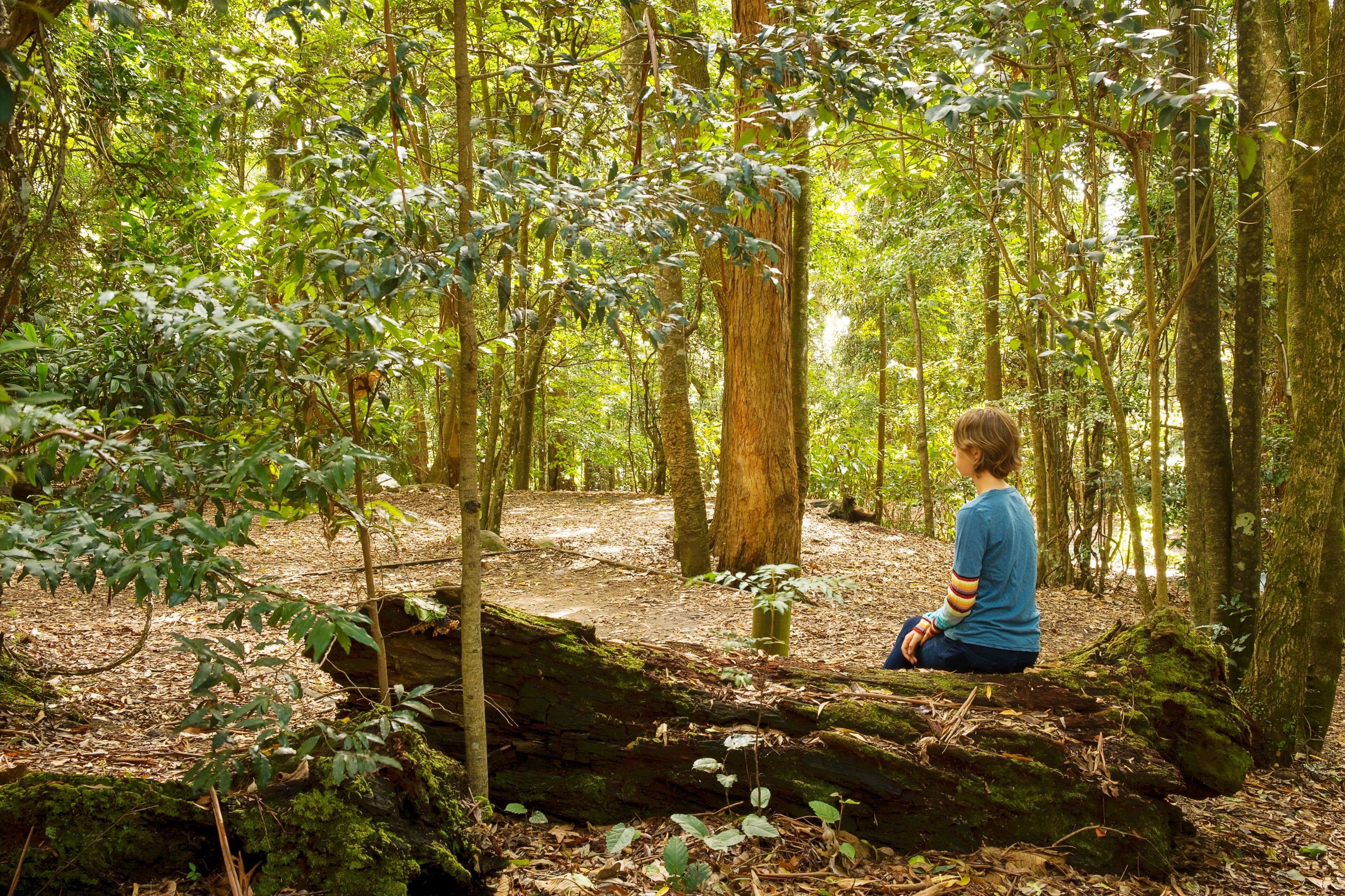 Binna Burra Sky Lodges