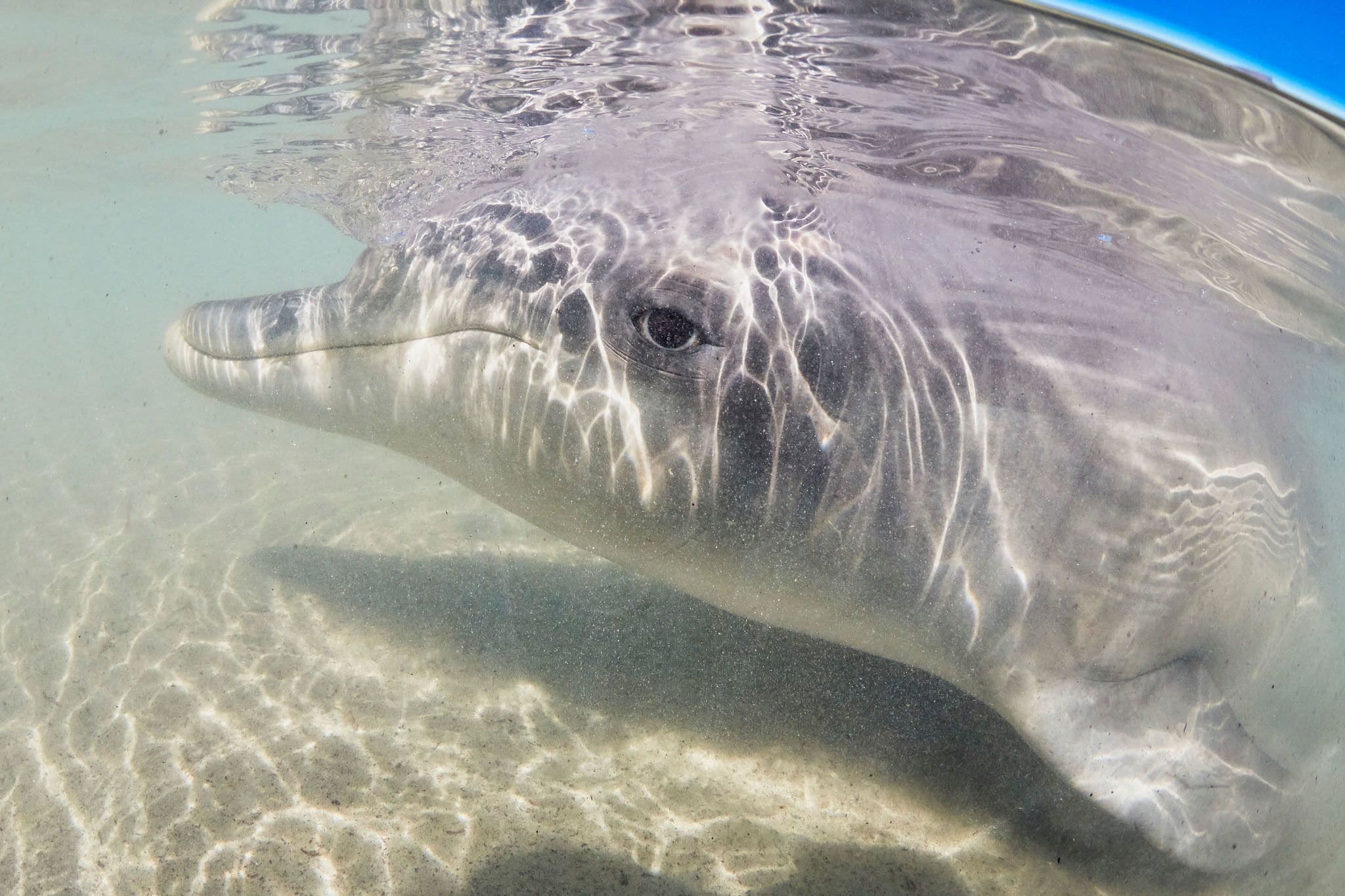 RAC Monkey Mia Dolphin Resort