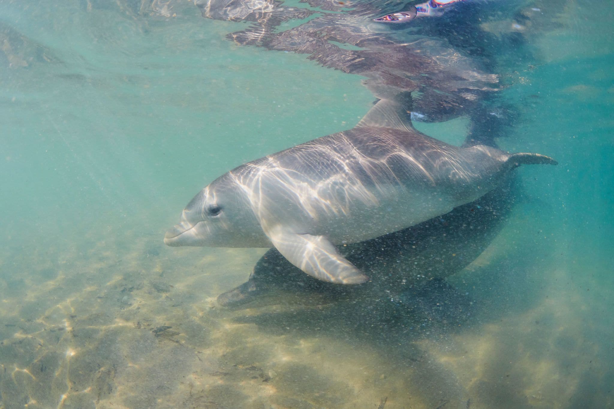 RAC Monkey Mia Dolphin Resort