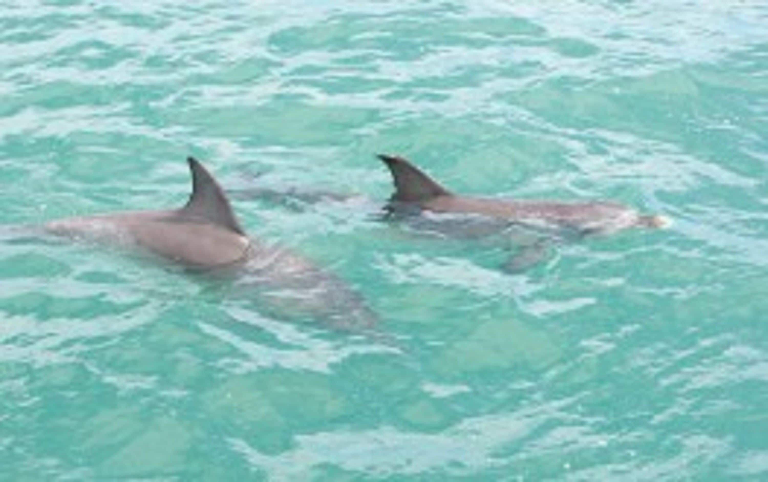 RAC Monkey Mia Dolphin Resort