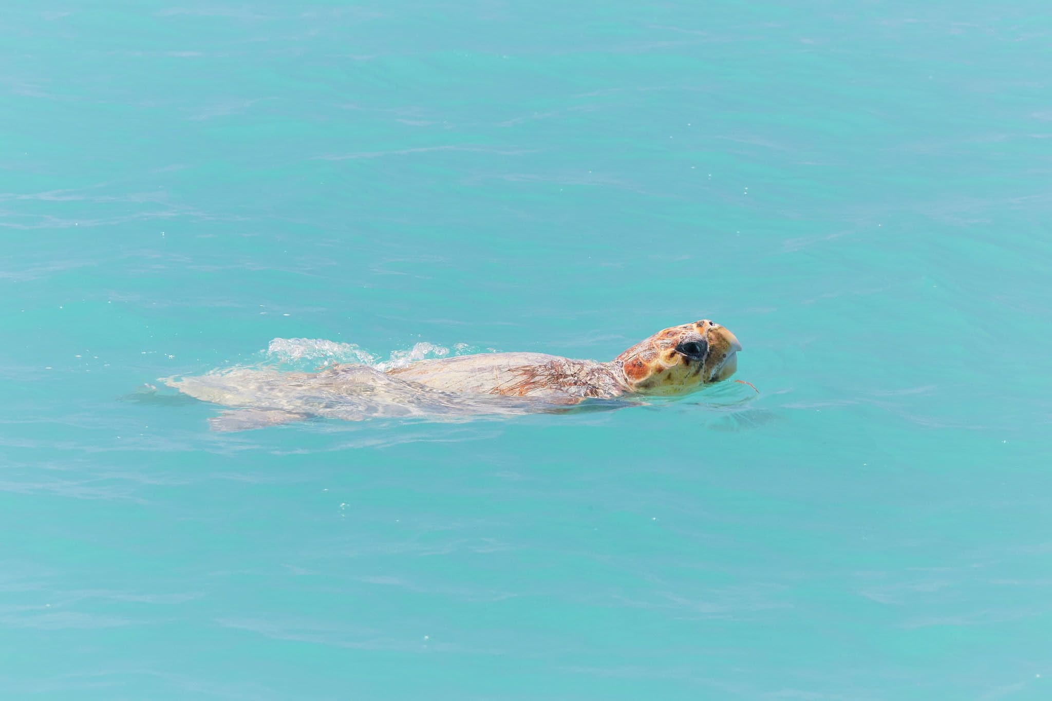 RAC Monkey Mia Dolphin Resort