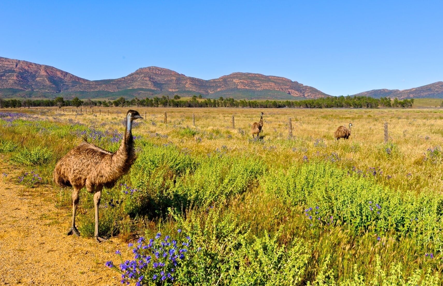Wilpena Pound Resort
