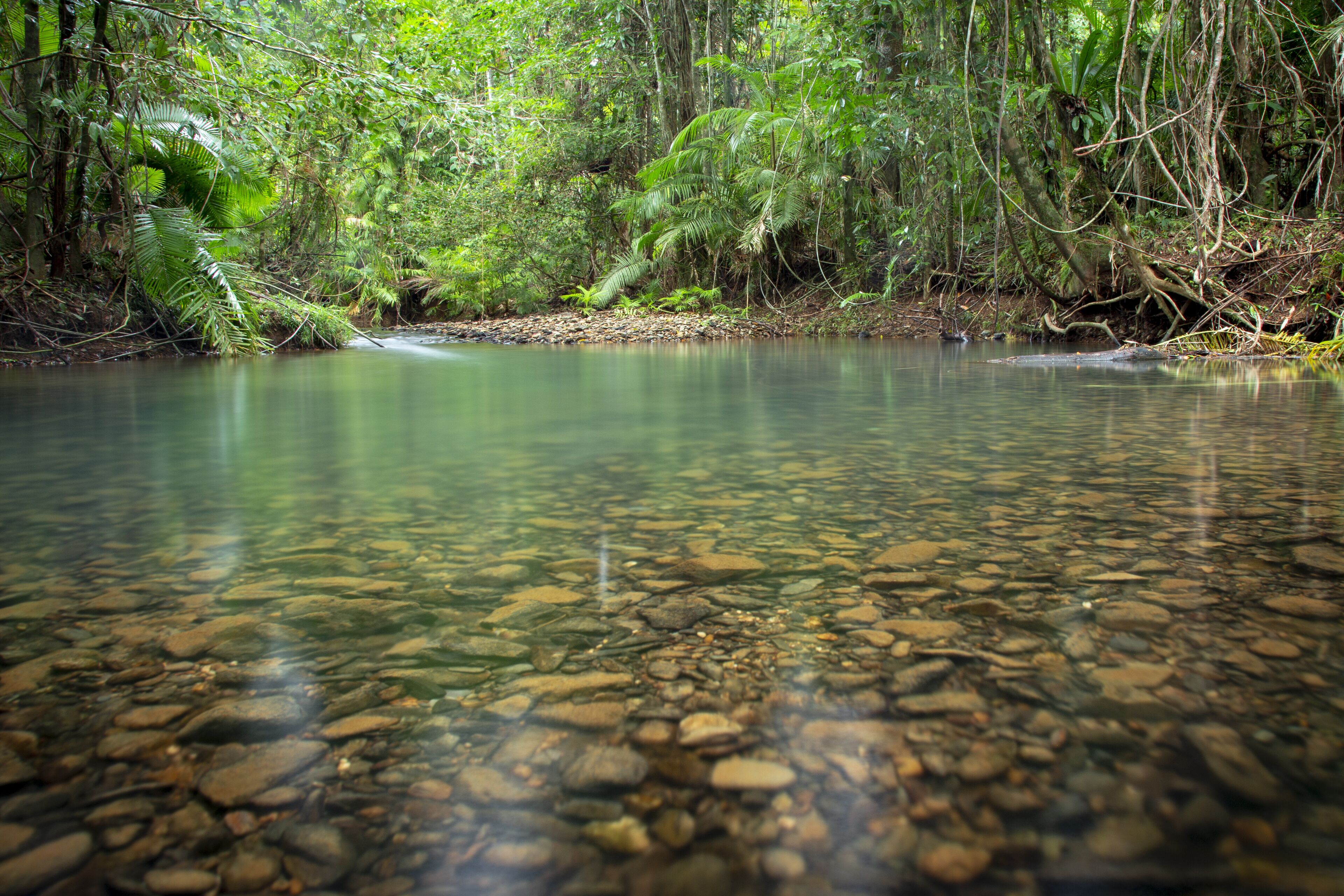Daintree Wilderness Lodge