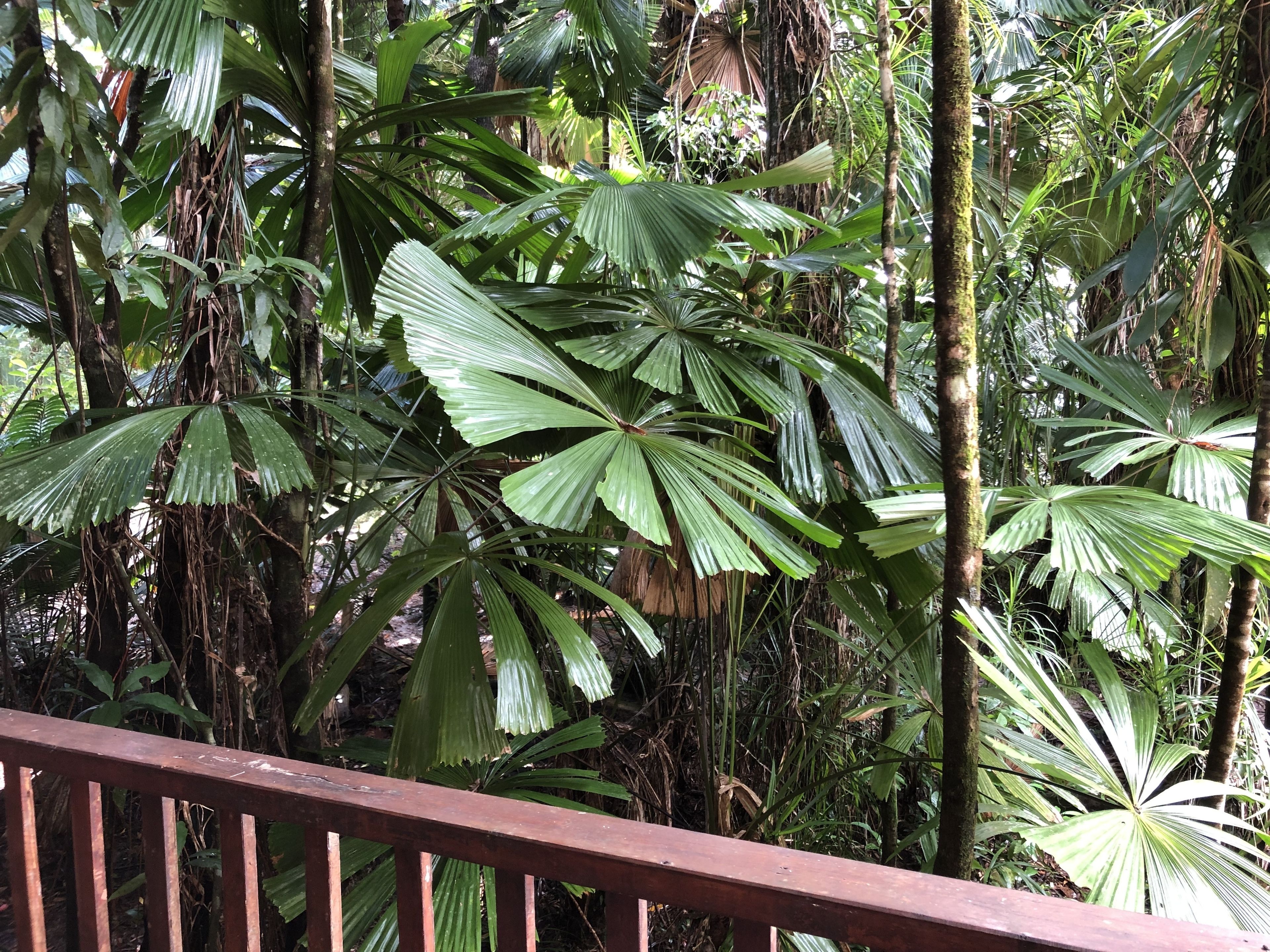 Daintree Wilderness Lodge