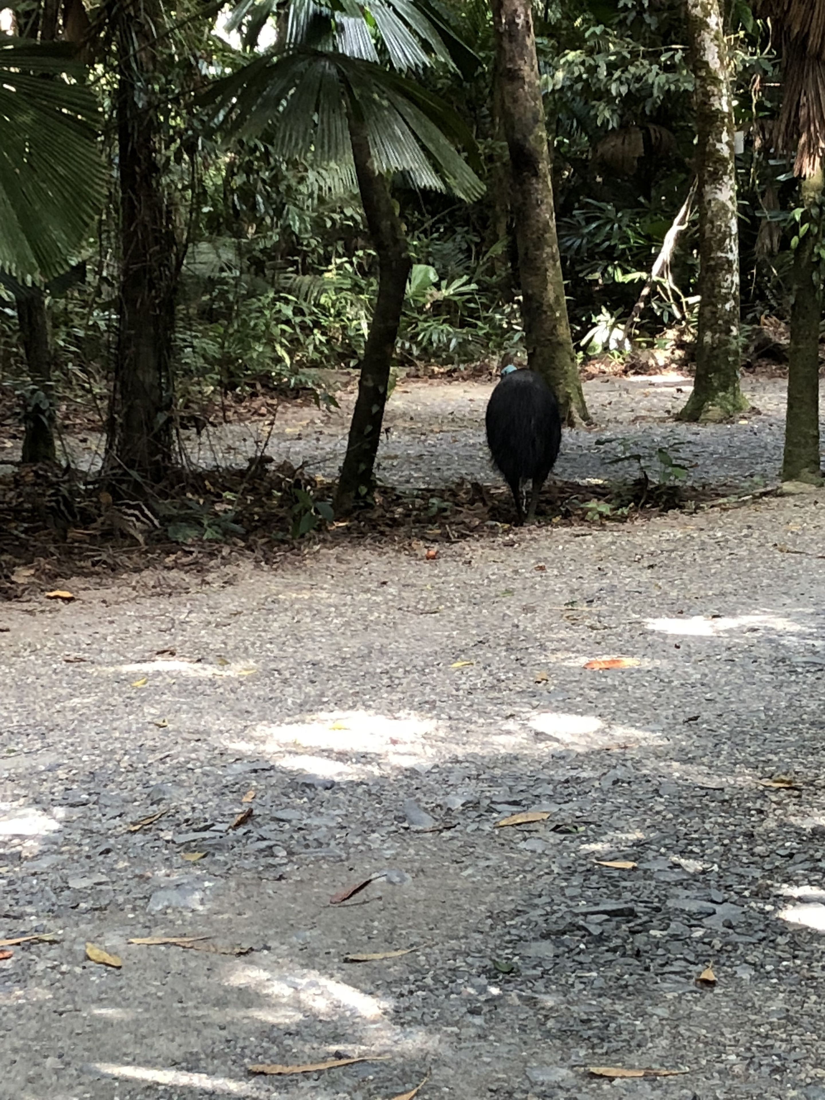 Daintree Wilderness Lodge