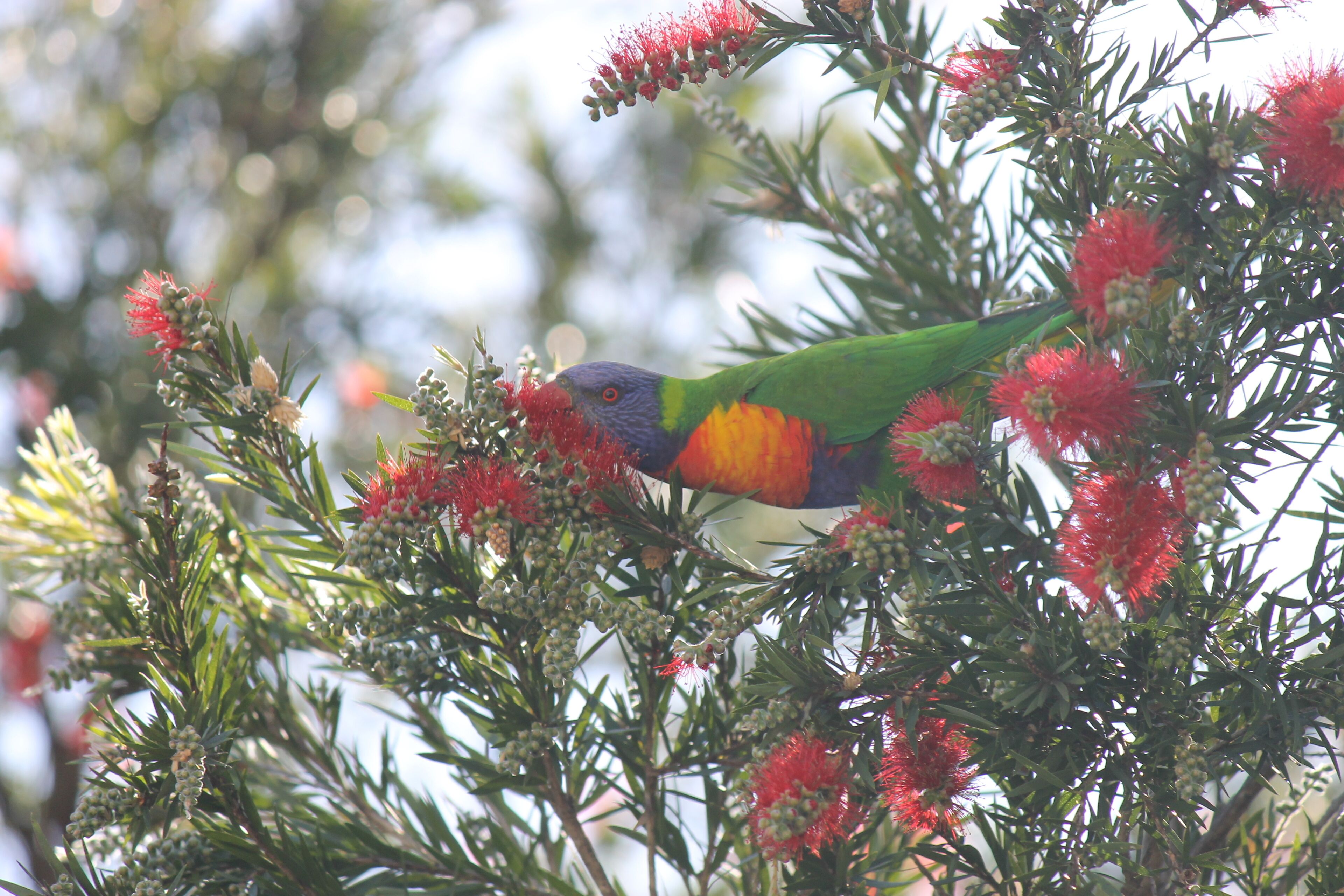 The Dollhouse Cottage - Tranquil Country Retreat