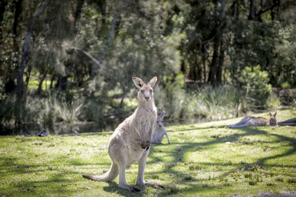 Merry Beach Caravan Park