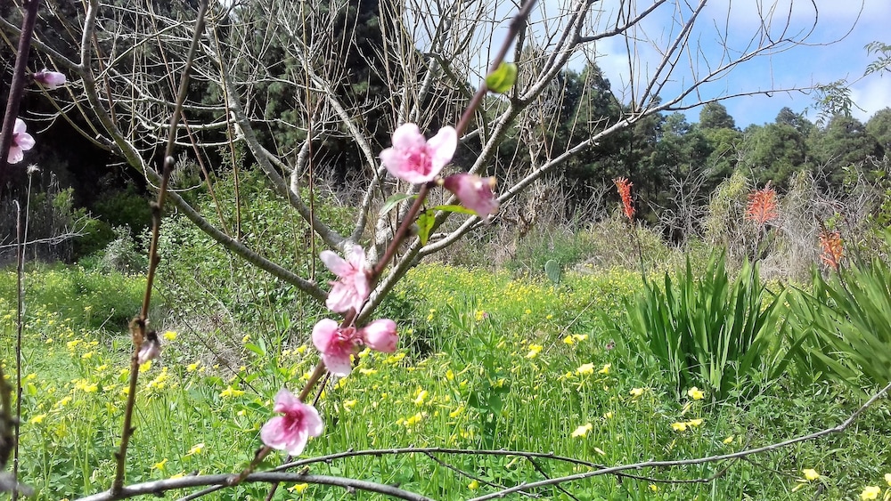 Photo - Monte frio de Tenerife