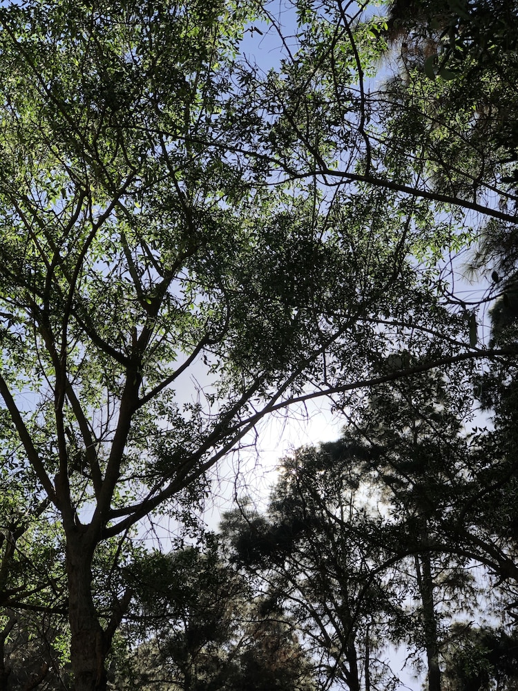 Photo - Monte frio de Tenerife