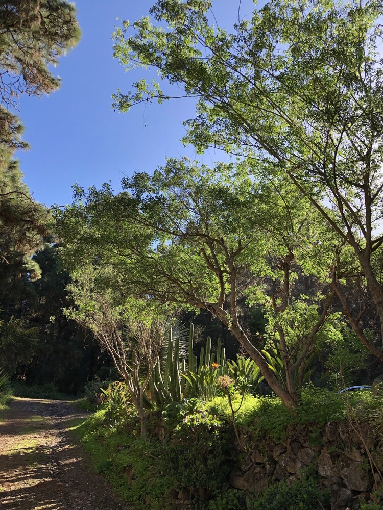 Photo - Monte frio de Tenerife