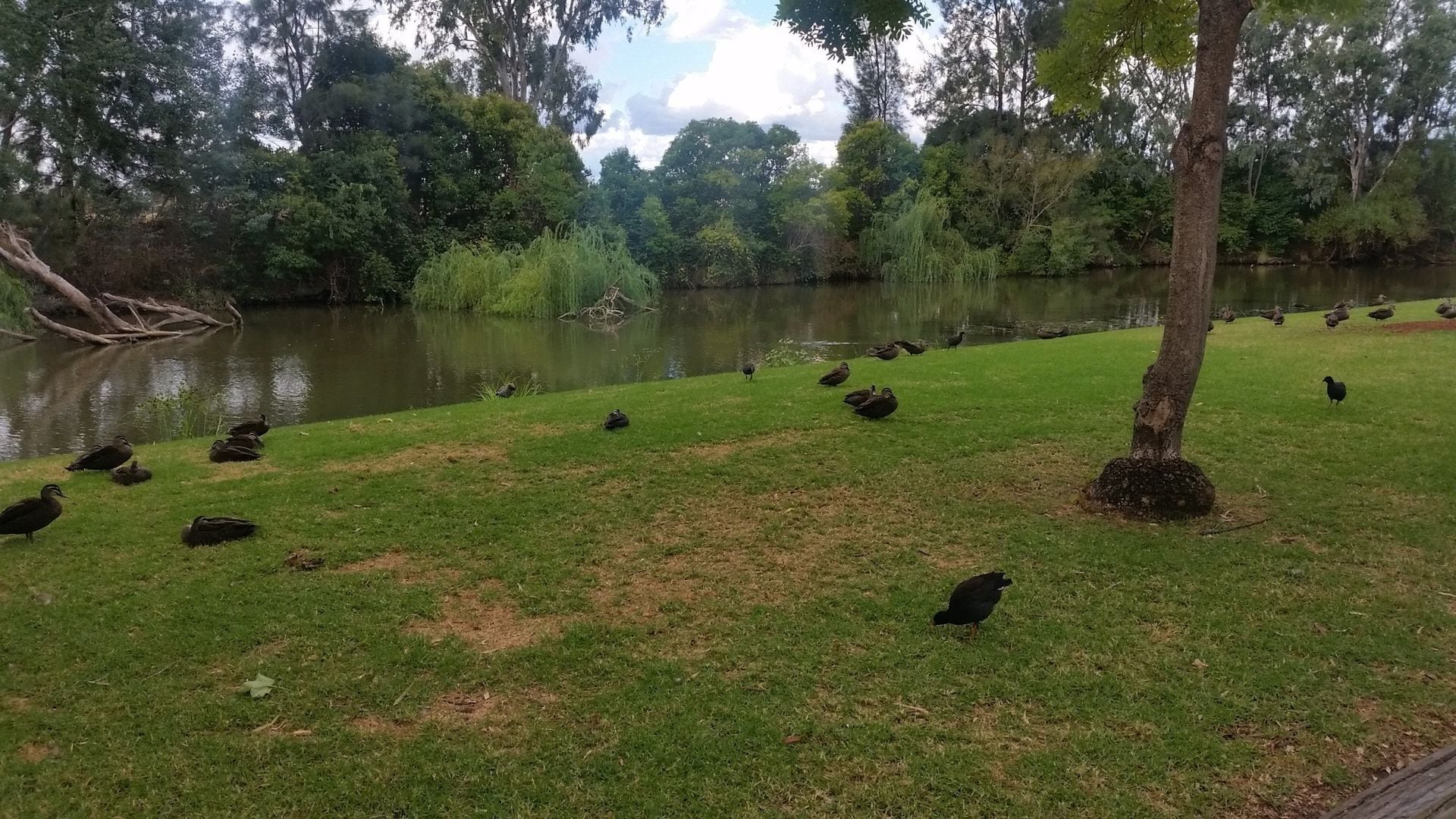 Roselle Cottage - Central Mudgee