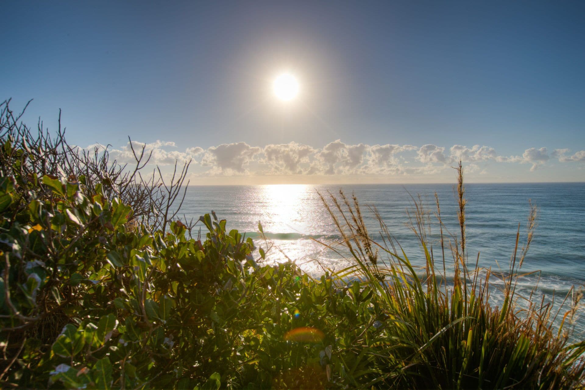 Osprey - Sapphire Beach NSW