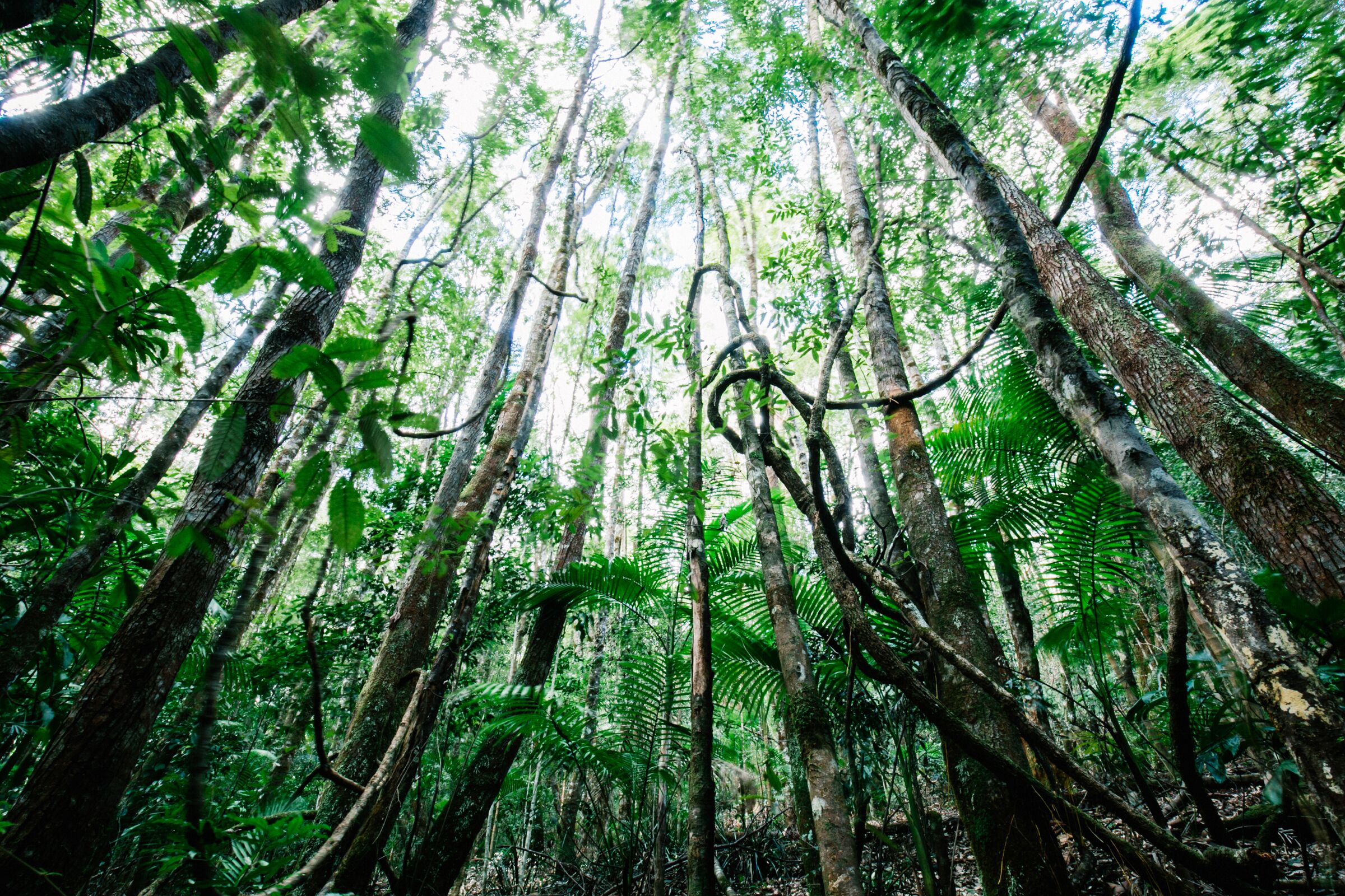 Byron Hinterland - Unique Rainforest Escape