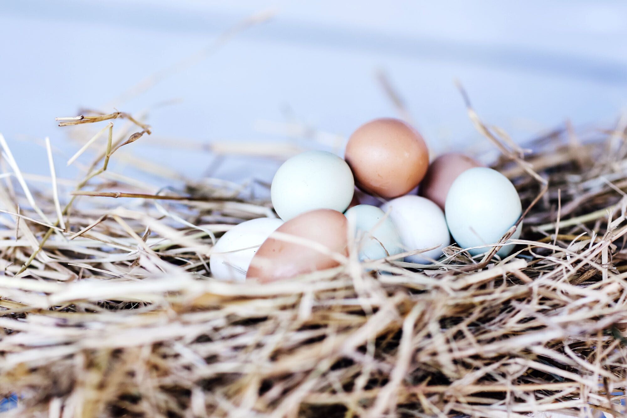 Byron Hinterland - Unique Rainforest Escape