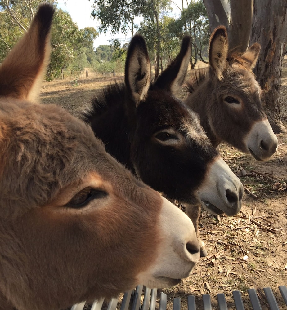 Donkey Tales Farm Cottages