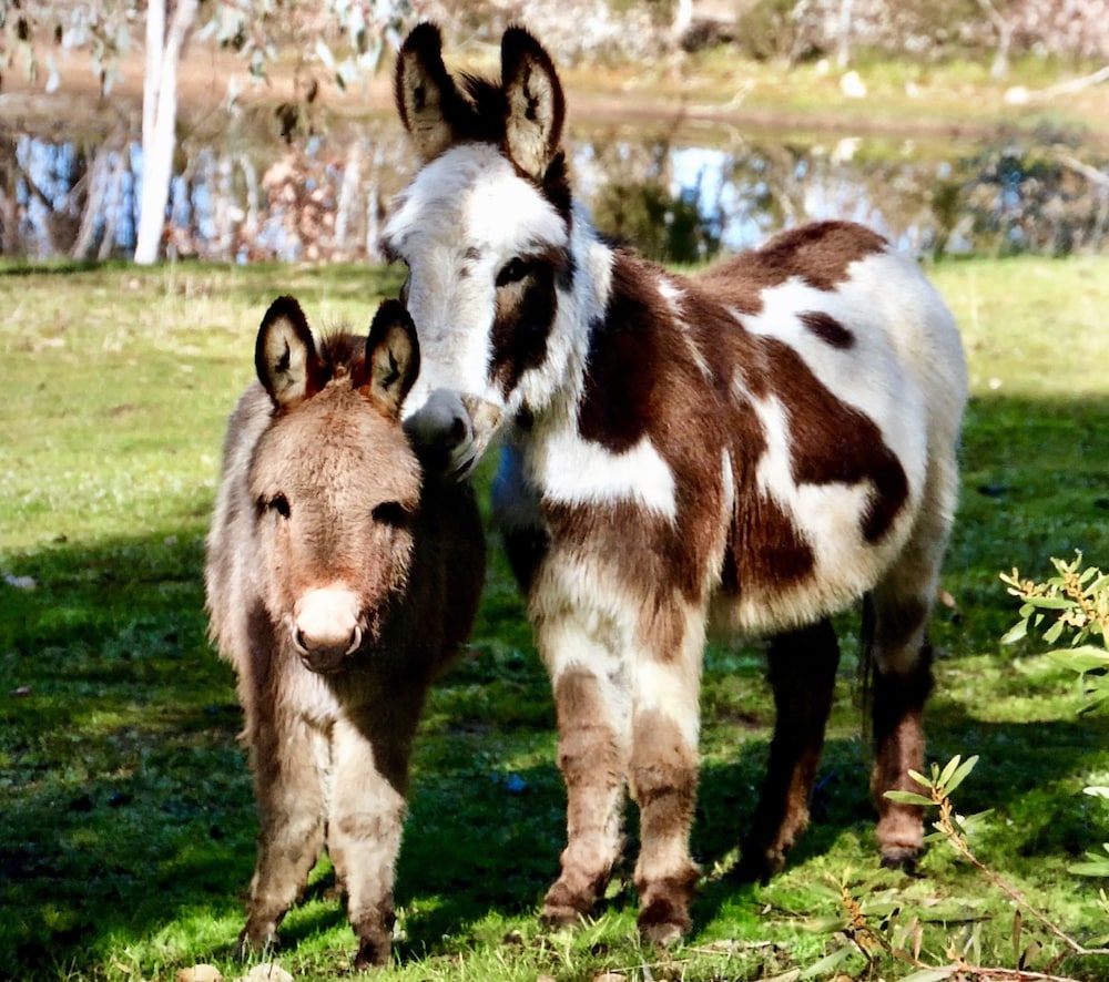 Donkey Tales Farm Cottages