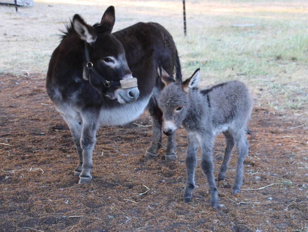 Donkey Tales Farm Cottages