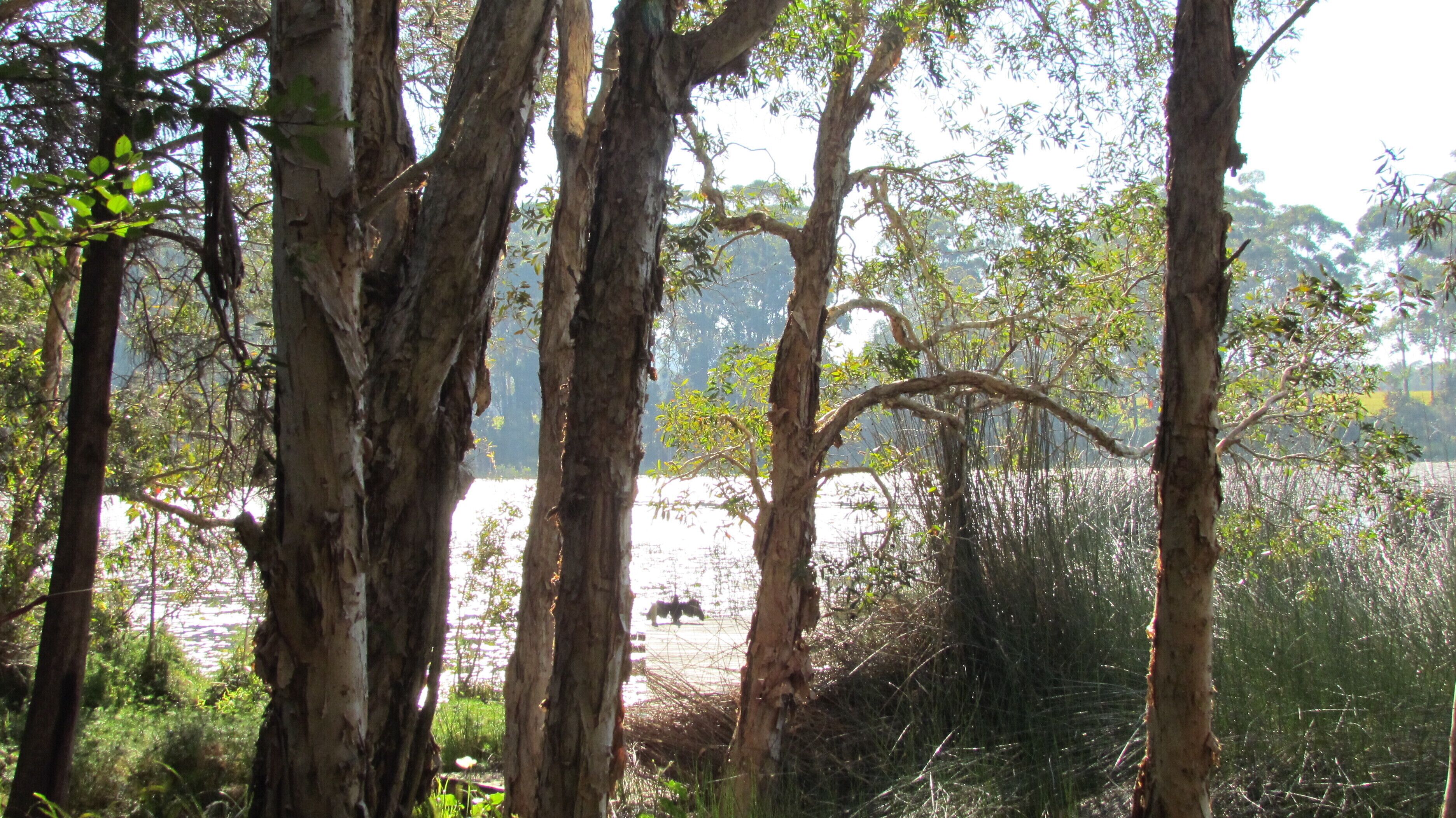 Historic Lake Russell Gallery Sanctuary - Emerald Beach