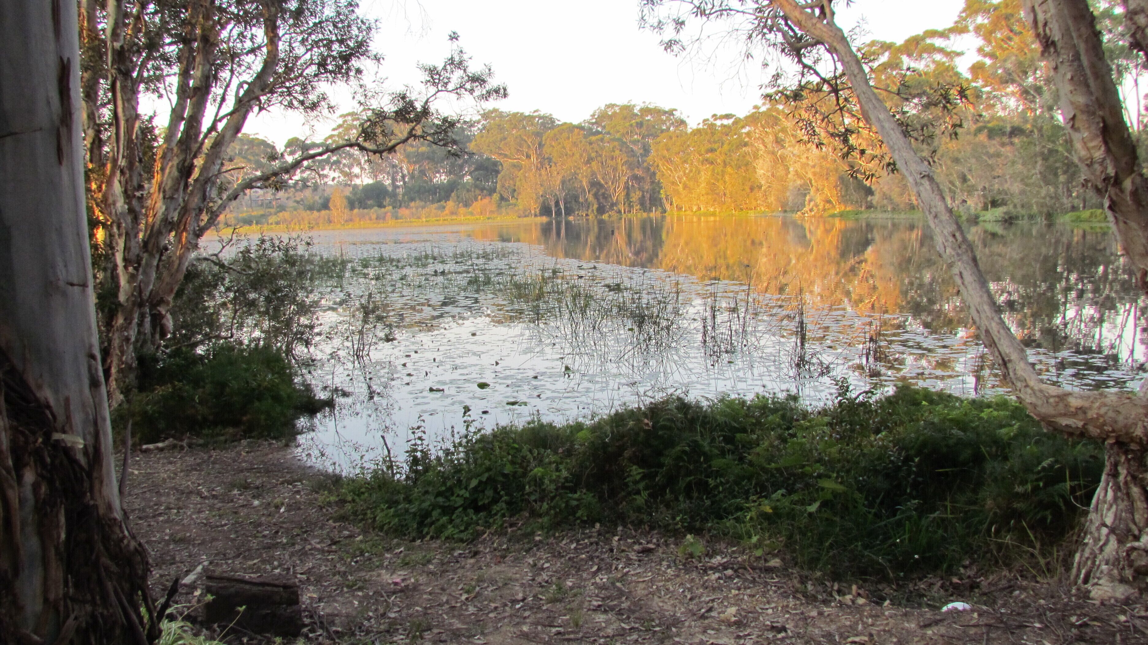 Historic Lake Russell Gallery Sanctuary - Emerald Beach