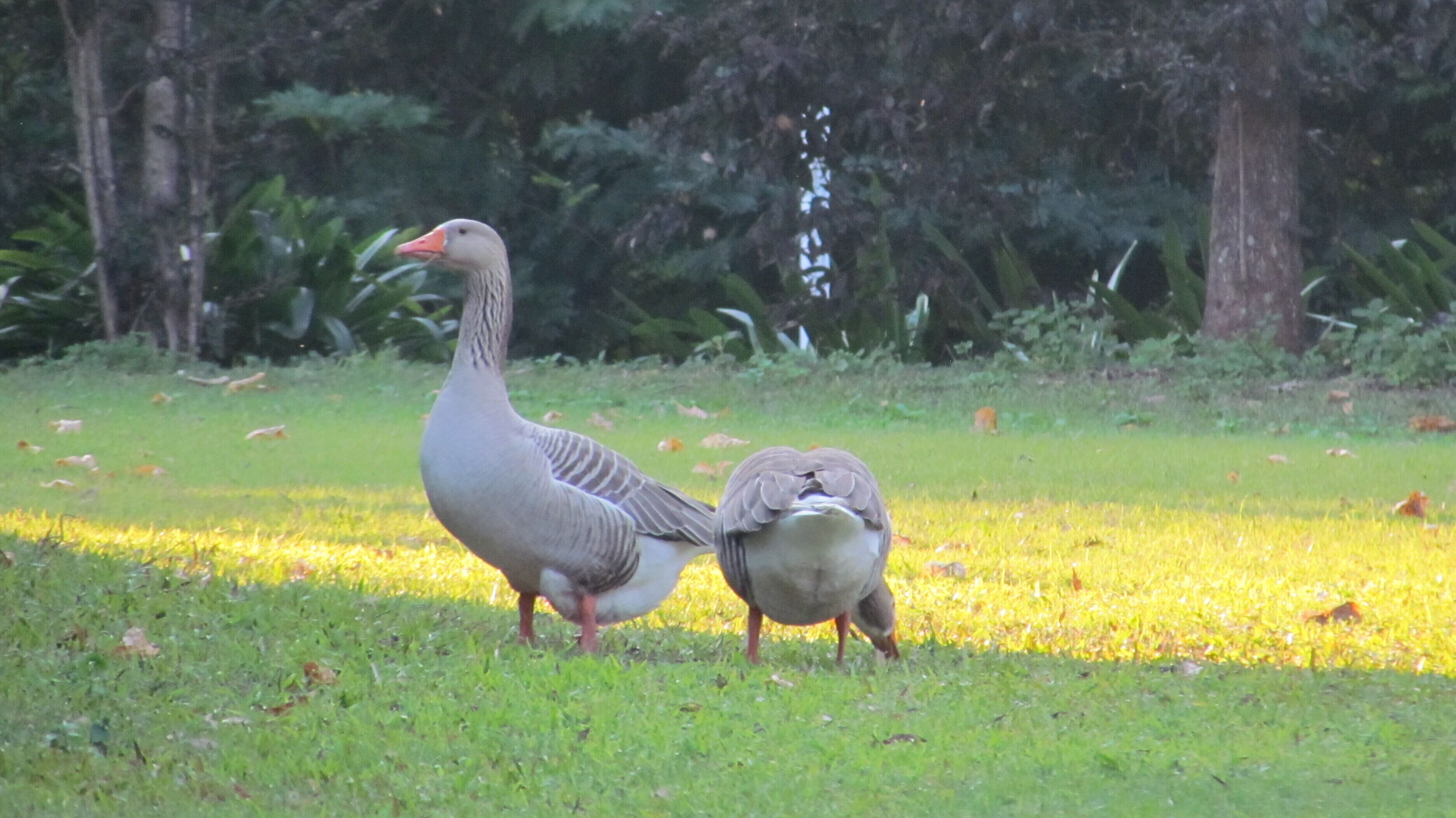 Historic Lake Russell Gallery Sanctuary - Emerald Beach