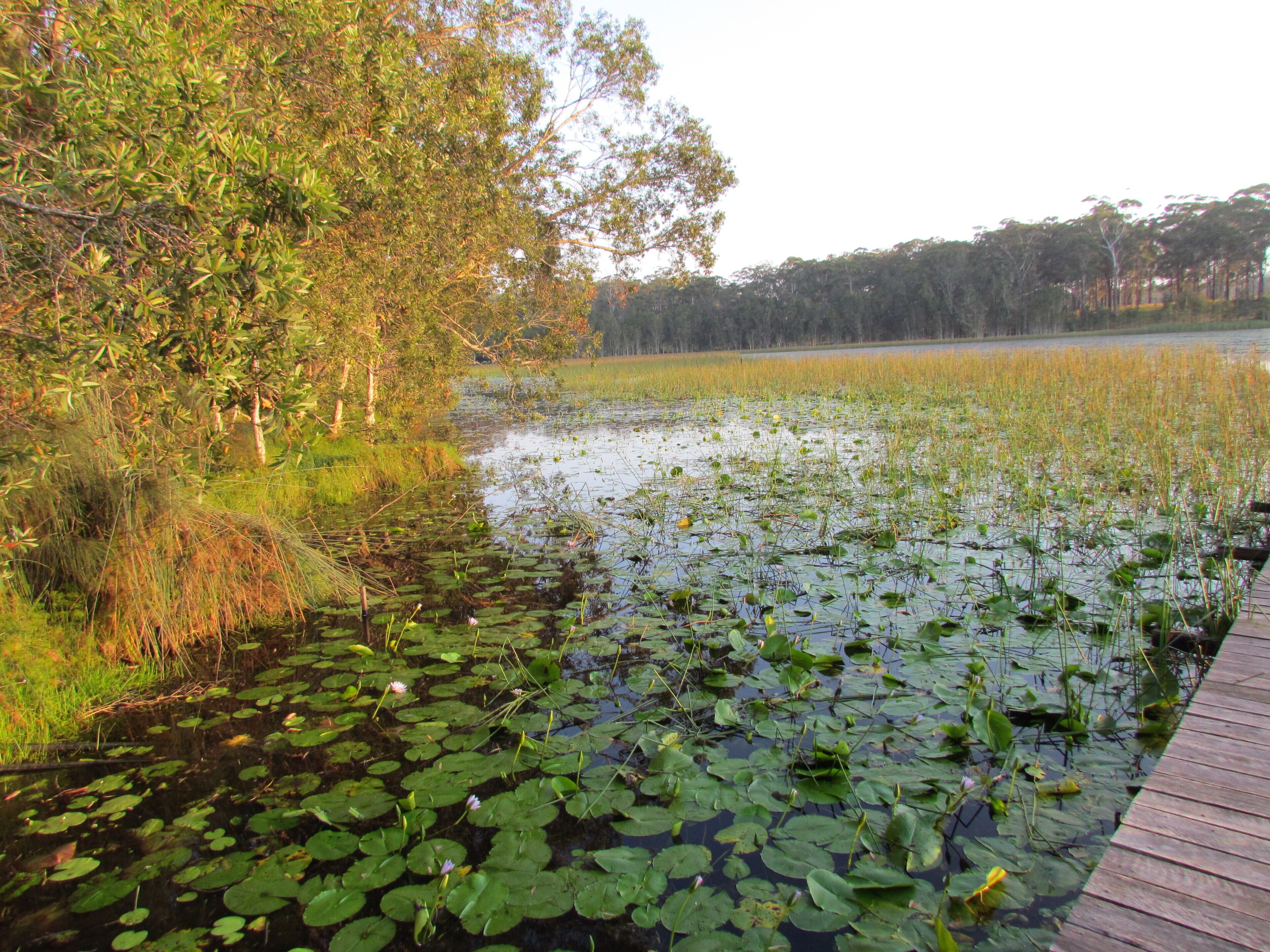 Historic Lake Russell Gallery Sanctuary - Emerald Beach