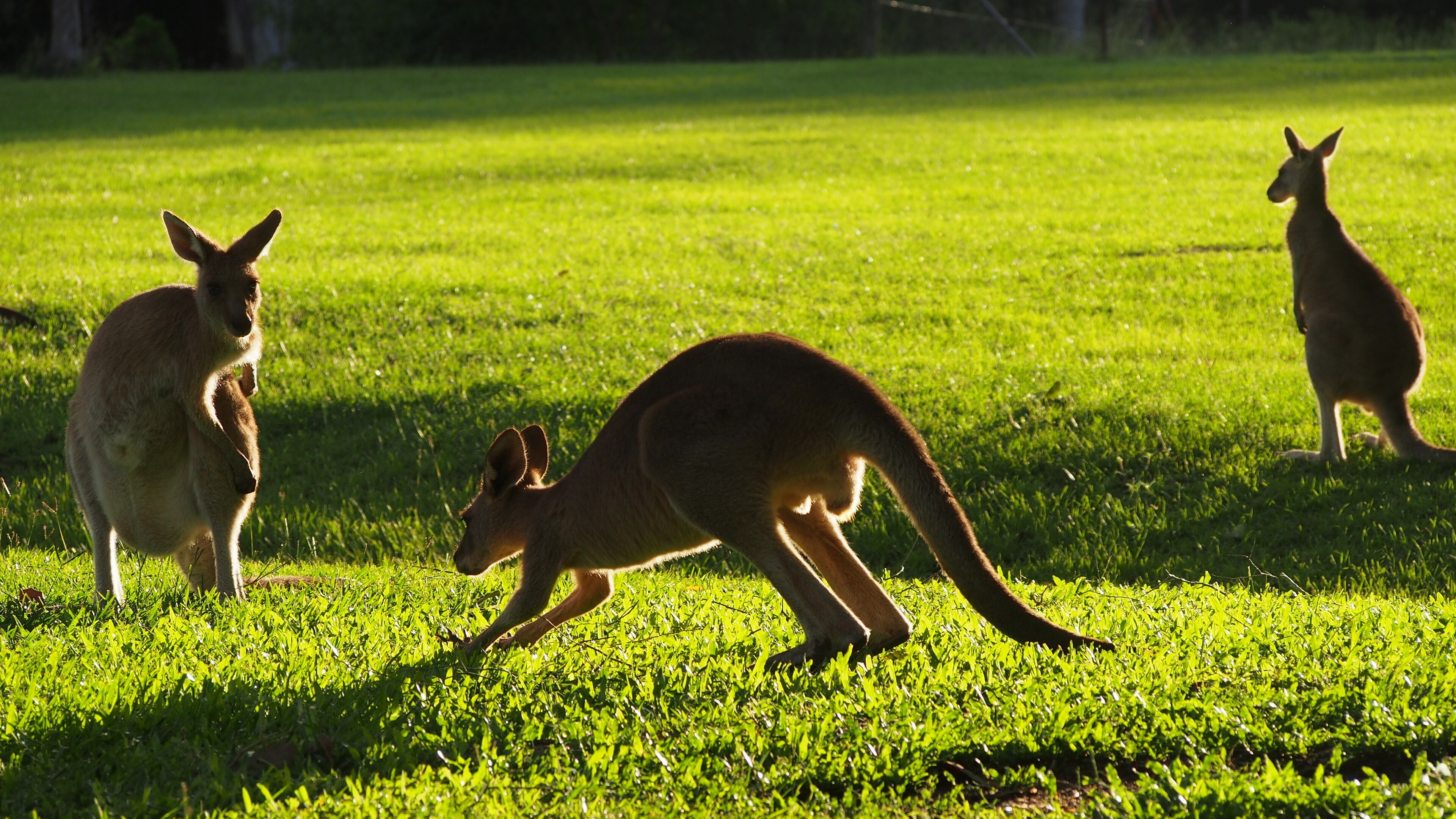 Caboolture 4.5 Star Holiday Home at the Gateway to the Sunshine Coast in Qld