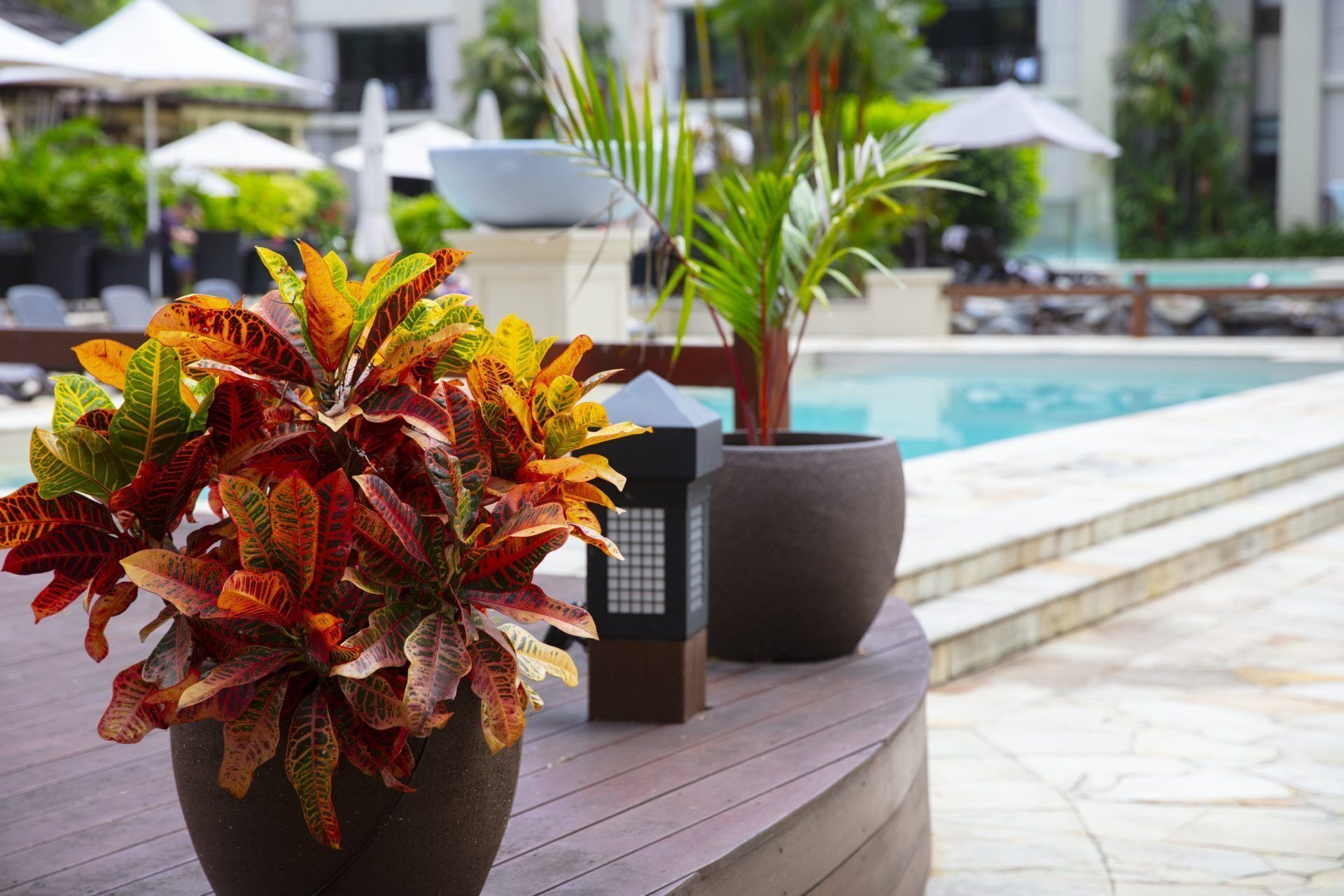 Good Times AND TAN Lines Sea Temple Spa Studio 220 Three Resort Pools Seconds From Beach