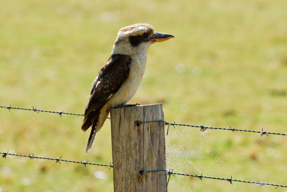 The Stables Tapitallee Lodges Deals & Reviews (Tapitallee, AUS) Wotif