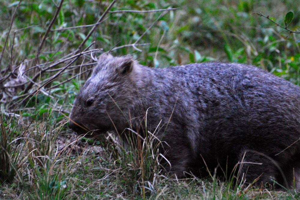 The Stables Tapitallee Lodges Deals & Reviews (Tapitallee, AUS) Wotif