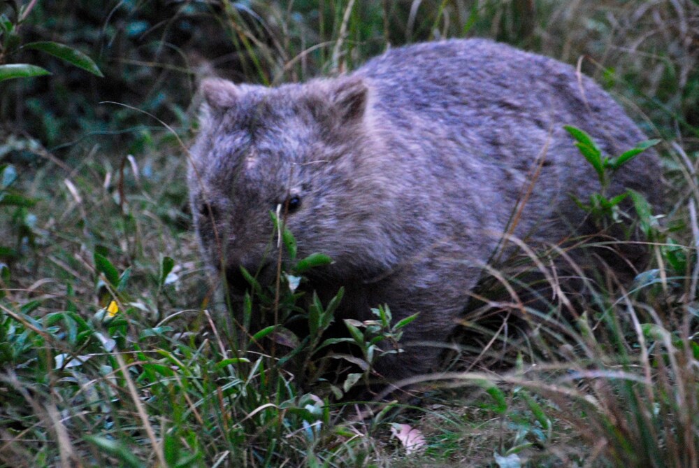 The Stables Tapitallee Lodges Deals & Reviews (Tapitallee, AUS) Wotif