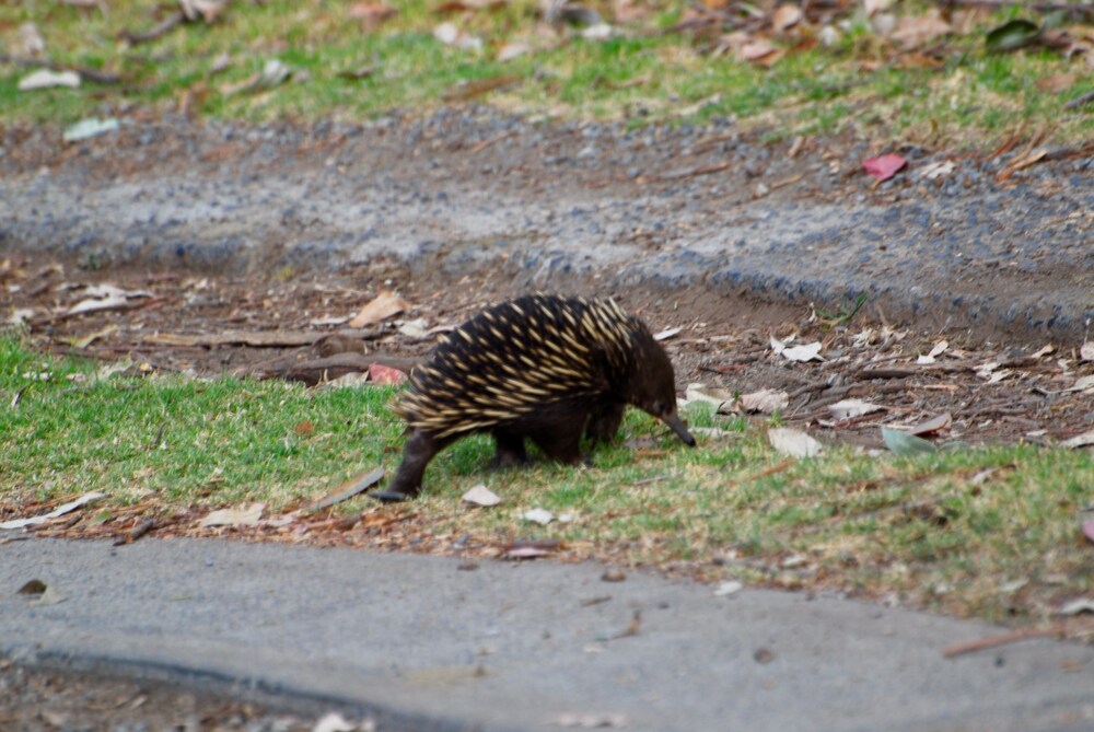 The Stables Tapitallee Lodges Deals & Reviews (Tapitallee, AUS) Wotif