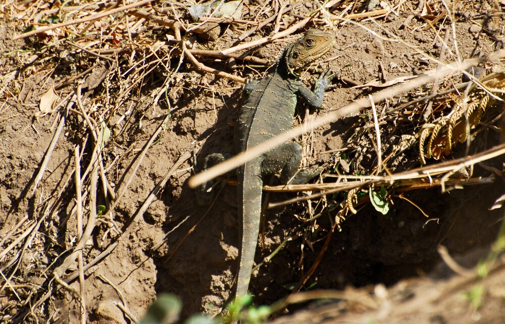 The Stables Tapitallee Lodges Deals & Reviews (Tapitallee, AUS) Wotif