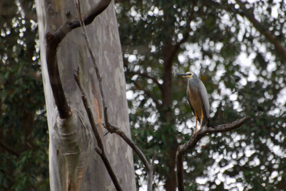 The Stables Tapitallee Lodges Deals & Reviews (Tapitallee, AUS) Wotif
