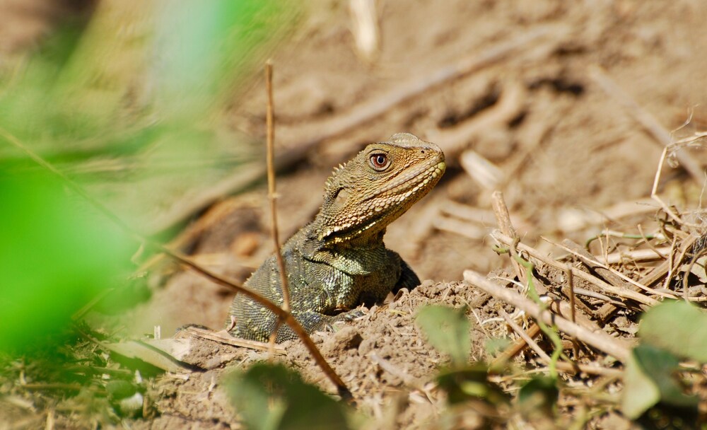 The Stables Tapitallee Lodges Deals & Reviews (Tapitallee, AUS) Wotif