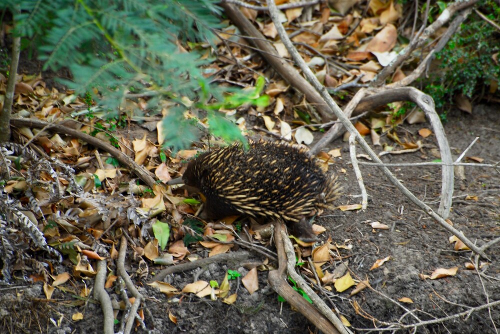The Stables Tapitallee Lodges Deals & Reviews (Tapitallee, AUS) Wotif