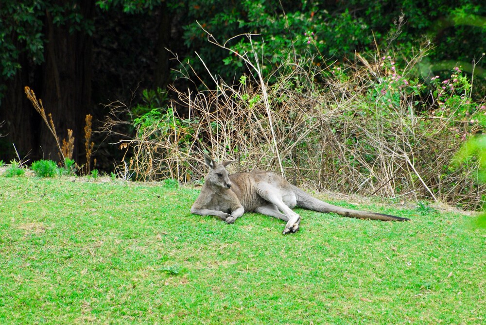 The Stables Tapitallee Lodges Deals & Reviews (Tapitallee, AUS) Wotif