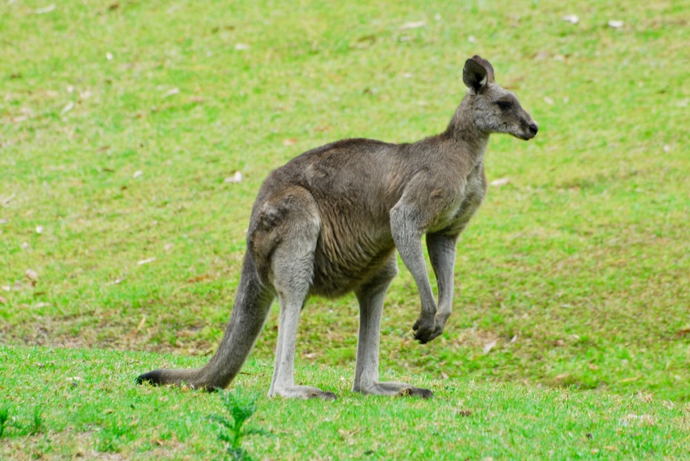 Visiting Bundanon? Stay at Heron's Rest Tapitallee Lodges Deals