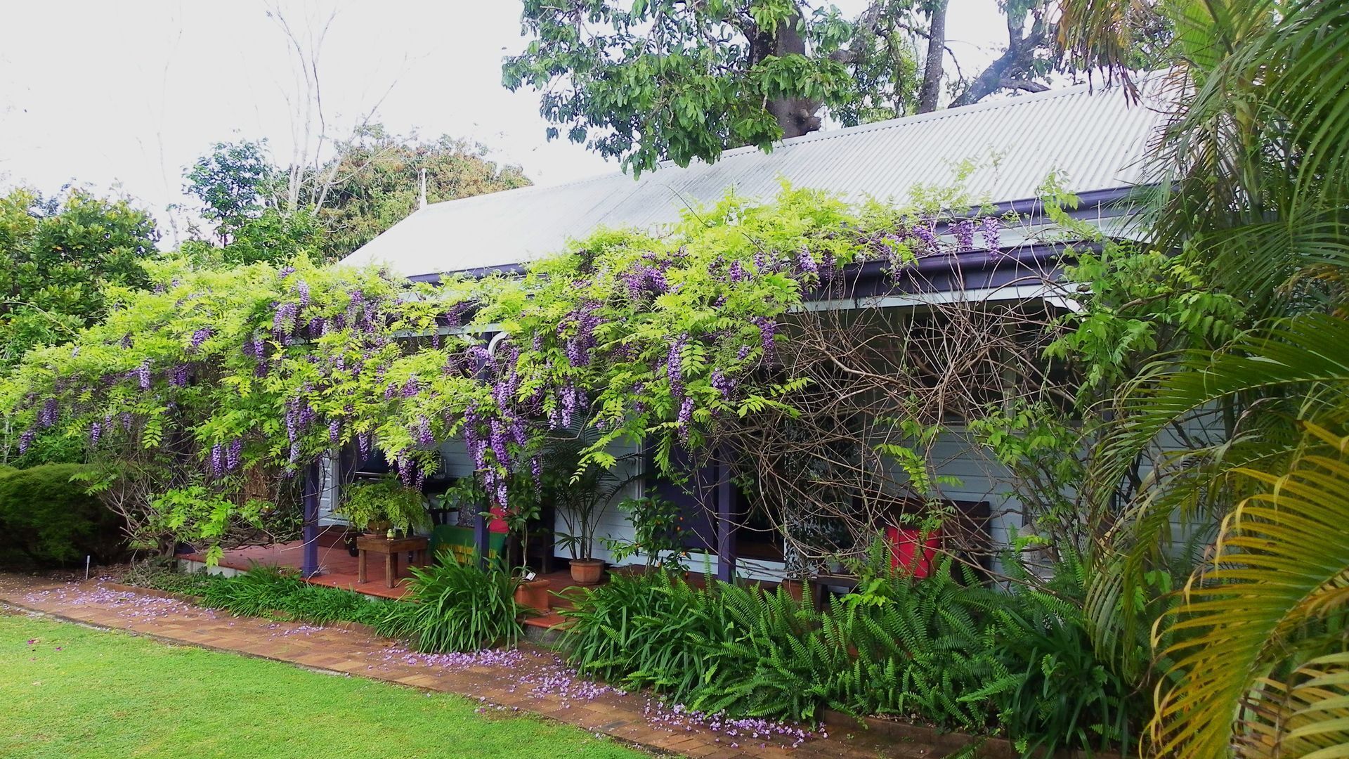 Wisteria Cottage B&B - Bellingen