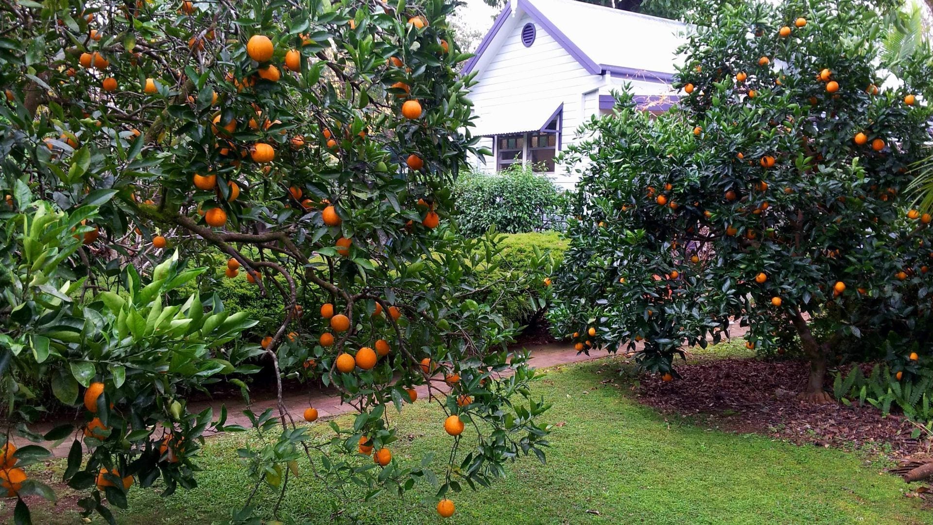 Wisteria Cottage B&B - Bellingen