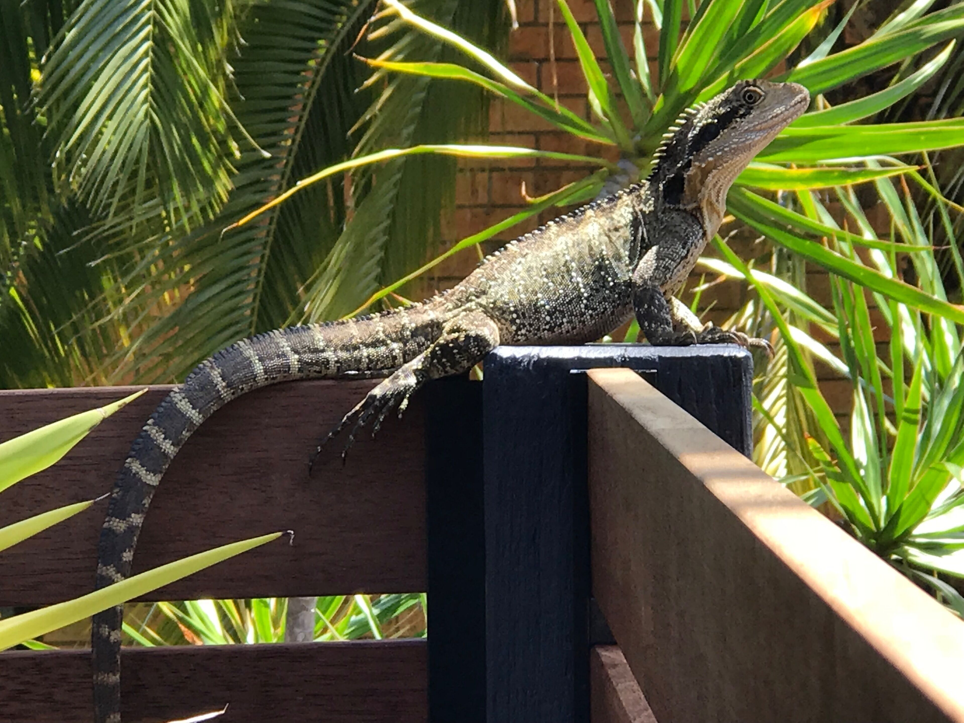 Christmas Accommodation - Private Villa in a Resort 5 Mins to Coffs Harbour