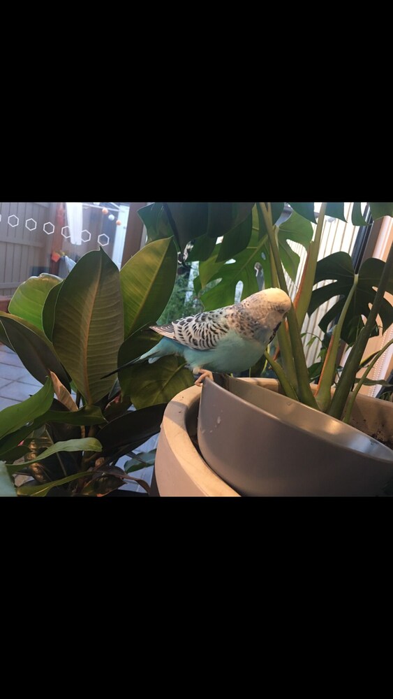Coco&pops Little Nest